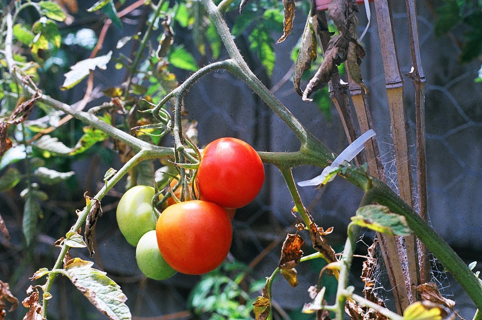 Tomato Growing Tips - George and Willy